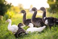a group of beautiful little ducks are grazing in a pasture Royalty Free Stock Photo