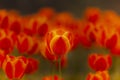 A group of beautiful macro closeup deep orange tulip flower