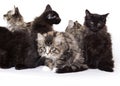 Group of beautiful Maine Coon kittens Royalty Free Stock Photo