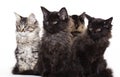 Group of beautiful Maine Coon kittens Royalty Free Stock Photo