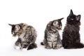 Group of beautiful Maine Coon kittens Royalty Free Stock Photo