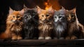 Group of Maine Coon kittens in front of a burning fireplace. Royalty Free Stock Photo