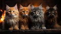 Group of Maine Coon kittens in front of a burning fireplace. Royalty Free Stock Photo