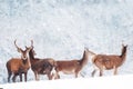 Group of beautiful male and female deer in the snowy forest. Noble deer Cervus elaphus. Artistic Christmas winter image. Royalty Free Stock Photo