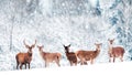 A group of beautiful male and female deer in the snowy white forest. Noble deer Cervus elaphus. Artistic Christmas winter image