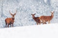 A group of beautiful male and female deer in the snowy white forest. Noble deer Cervus elaphus. Artistic Christmas winter image Royalty Free Stock Photo