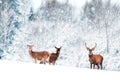 A group of beautiful male and female deer in the snowy white forest. Noble deer Cervus elaphus. Artistic Christmas winter image Royalty Free Stock Photo
