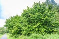 Mature hazelnut, Corylus avellana in a Arboretum