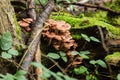 Group of beautiful mushrooms in the moss