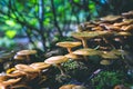 Group of beautiful mushrooms in the moss on a log with forest trees in background Royalty Free Stock Photo