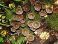 Closeup of a harefoot mushroom Coprinopsis. A mushroom family , on the forest floor with shallow background. Royalty Free Stock Photo