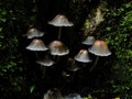 Closeup of a harefoot mushroom Coprinopsis. A mushroom family , on the forest floor with shallow background. Royalty Free Stock Photo