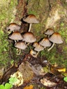 Closeup of a harefoot mushroom Coprinopsis. A mushroom family , on the forest floor with shallow background. Royalty Free Stock Photo