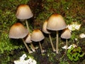 Closeup of a harefoot mushroom Coprinopsis. A mushroom family , on the forest floor with shallow background. Royalty Free Stock Photo