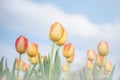 Group of beautiful orange tulip in a sunny day, blue sky in Osaka Japan. Yellow flower tulip lit by sunlight blurred tree Royalty Free Stock Photo