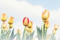 Group of beautiful orange tulip in a sunny day, blue sky in Osaka Japan. Yellow flower tulip lit by sunlight blurred tree Royalty Free Stock Photo