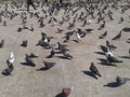 A group of beautiful pigeons live in the city center