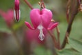 A group of blooming bleeding hearts
