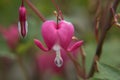 A group of blooming bleeding hearts