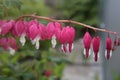 A group of blooming bleeding hearts