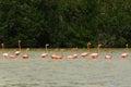 Group of beautiful pink flamingos. Celestun, Mexico.