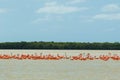 Group of beautiful pink flamingos. Celestun, Mexico.