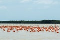 Group of beautiful pink flamingos. Celestun, Mexico.