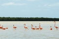 Group of beautiful pink flamingos. Celestun, Mexico.