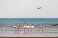 A Group of beautiful pink Flamingos walking on the beach of Alexandroupolis Evros Greece Royalty Free Stock Photo