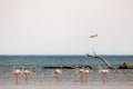 A Group of beautiful pink Flamingos walking on the beach of Alexandroupolis Evros Greece Royalty Free Stock Photo