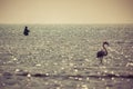 A Group of beautiful pink Flamingos walking on the beach of Alexandroupolis Greece in the sunset