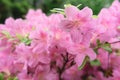 A group of beautiful pink or purple flowers from the Dr Neil\'s Garden in Edinburgh, Scotland. Royalty Free Stock Photo