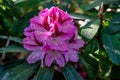 Group of beautiful pink rhododendron flowers in full bloom Royalty Free Stock Photo