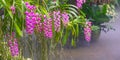 Group of beautiful Pink Rhynchostylis Gigantea orchid flowers are blooming in home ornamental garden, selective focus Royalty Free Stock Photo