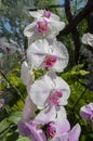 Group of beautiful pink-white Orchids in botanic garden.