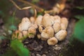 Group of beautiful poisonous mushrooms Royalty Free Stock Photo