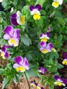 A group of beautiful purple, white and yellow Pansy flowers. Un grupo de hermosas flores Violas moradas, blancas y amarillas