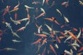 Group of beautiful Red Koi carps (fishes) in dark background