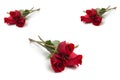 A group of beautiful red roses on a white background Royalty Free Stock Photo