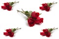 A group of beautiful red roses on a white background Royalty Free Stock Photo