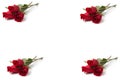 A group of beautiful red roses on a white background Royalty Free Stock Photo