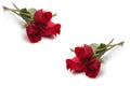 A group of beautiful red roses on a white background Royalty Free Stock Photo