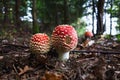 Group of beautiful red toadstool mushrooms Amanita muscaria in a moss in fairytale autumn forest. Royalty Free Stock Photo