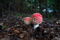 Group of beautiful red toadstool mushrooms Amanita muscaria Royalty Free Stock Photo