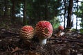 Group of beautiful red toadstool mushrooms Royalty Free Stock Photo