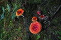 Group of beautiful red toadstool mushrooms Amanita muscaria in a moss in fairytale autumn forest. Royalty Free Stock Photo