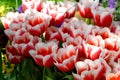 A group of beautiful red and white tulips . Tulips in the sun Royalty Free Stock Photo