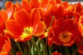 A group of beautiful red and yellow tulips . Tulips close-up background. Beautiful fresh tulips Royalty Free Stock Photo