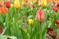 The group of beautiful red and yellow tulips flower Royalty Free Stock Photo