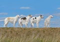 Group of beautiful russian borzoi dogs